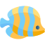 yellow-fish
